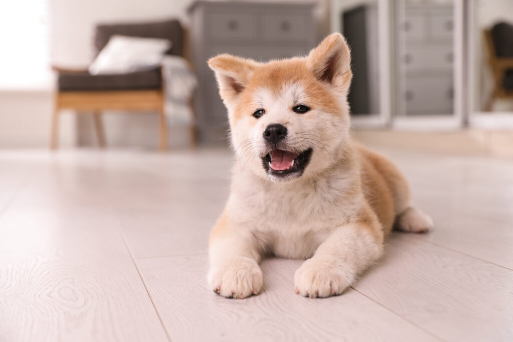愛犬との暮らしに選べるペット向けフロアコーティングの床
