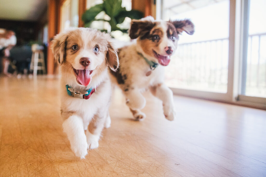 うるま市の新築住宅で愛犬と快適に暮らすための床づくり